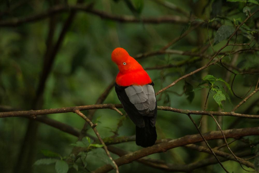 Экскурсия в джунгли Амазонии. Национальный парк Ману