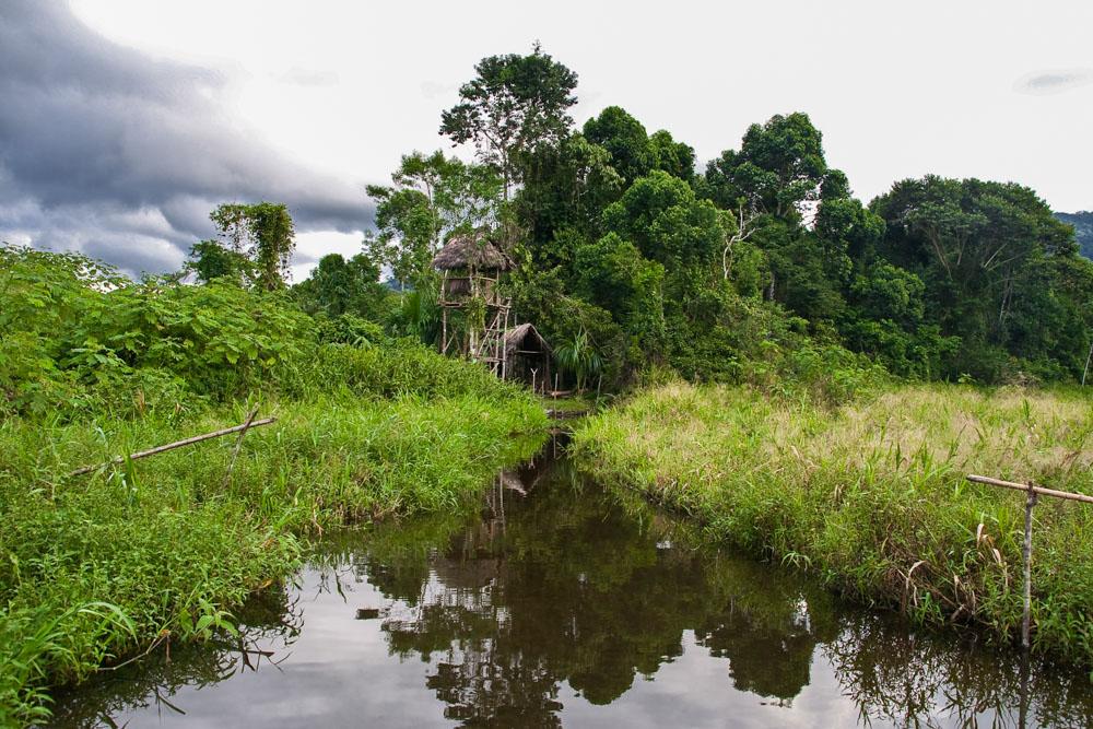 Amazon rainforest: tour to Manu National Park, 8 days