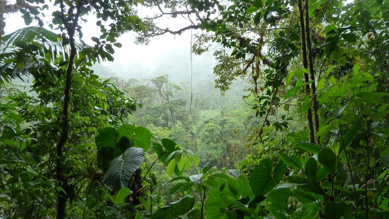 Esoteric Tour: Amazon rainforest and Ayahuasca ceremony, 4 days