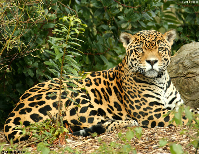Jaguar, Amazon Rainforest Peru