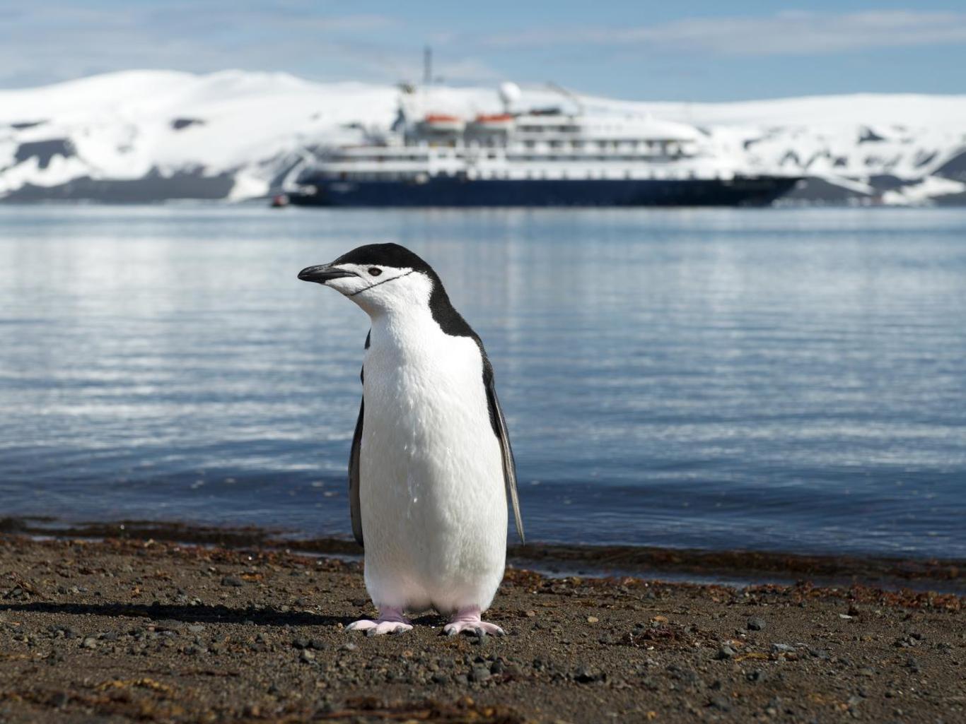 Остров Десепшн, туры в Антарктиду