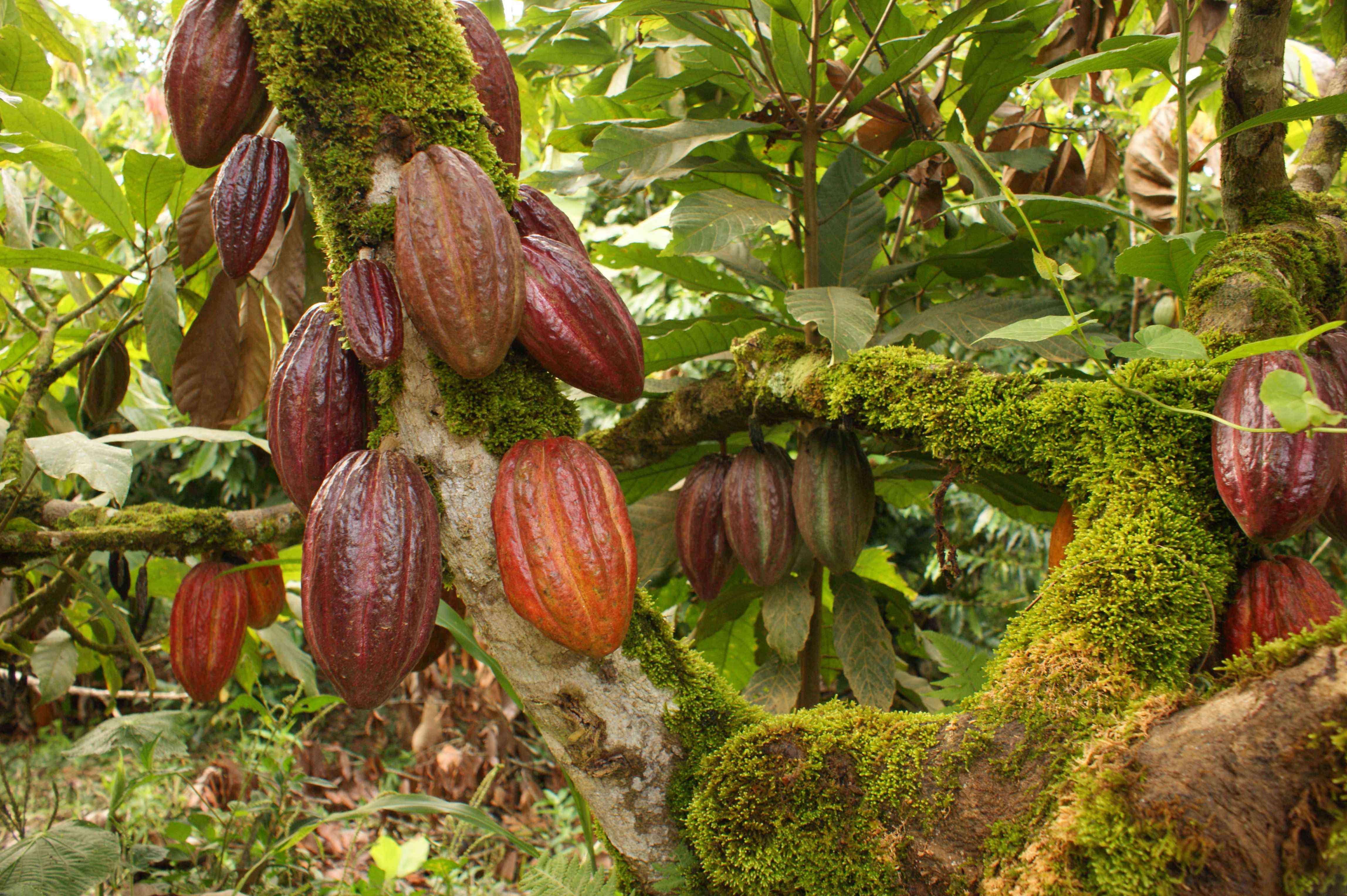 Перуанское какао и шоколад 