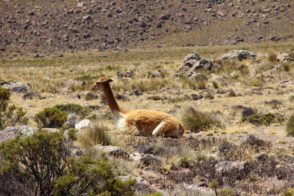 Tour from Arequipa to Colca Canyon with transfer to Puno, 2 days