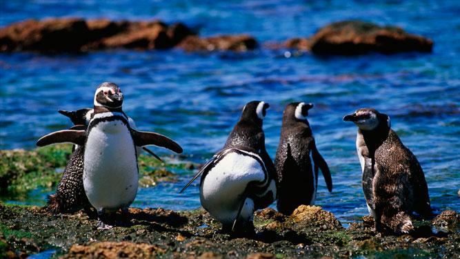 Тур в Патагонию. Остров Пингвинов, Аргентина