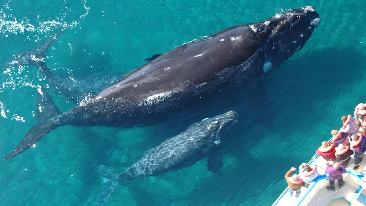 Пуэрто-Мадрин, киты, Патагония, Аргентина