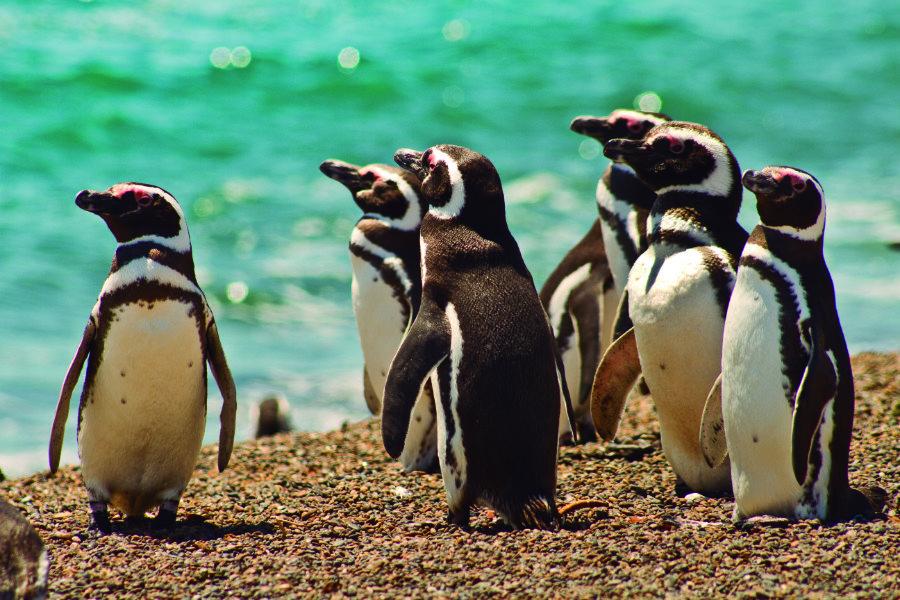 Пунта-Томбо, пингвины, Патагония Аргентина