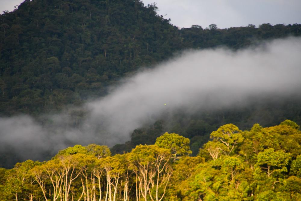 Amazon rainforest: tour to Manu National Park, 8 days