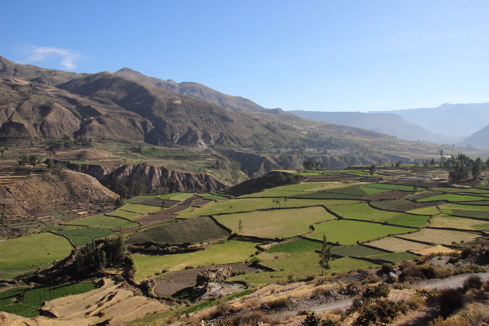 Tour from Puno to Colca Canyon with transfer to Arequipa, 2 days