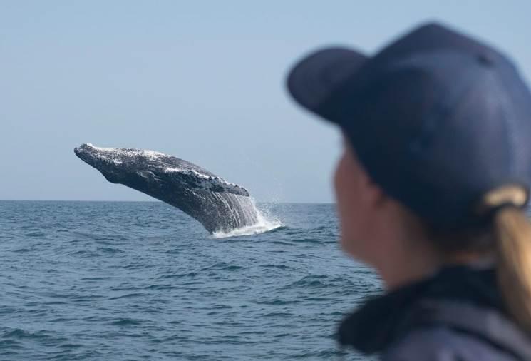 Киты в Перу - где увидеть китов? 