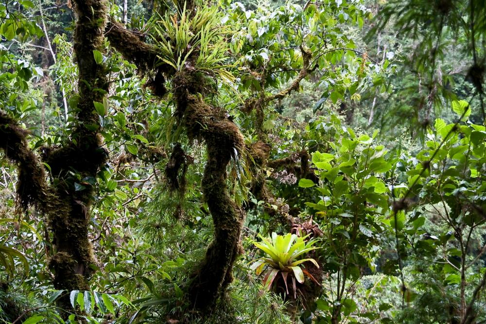 Джунгли Амазонии, национальный парк Ману