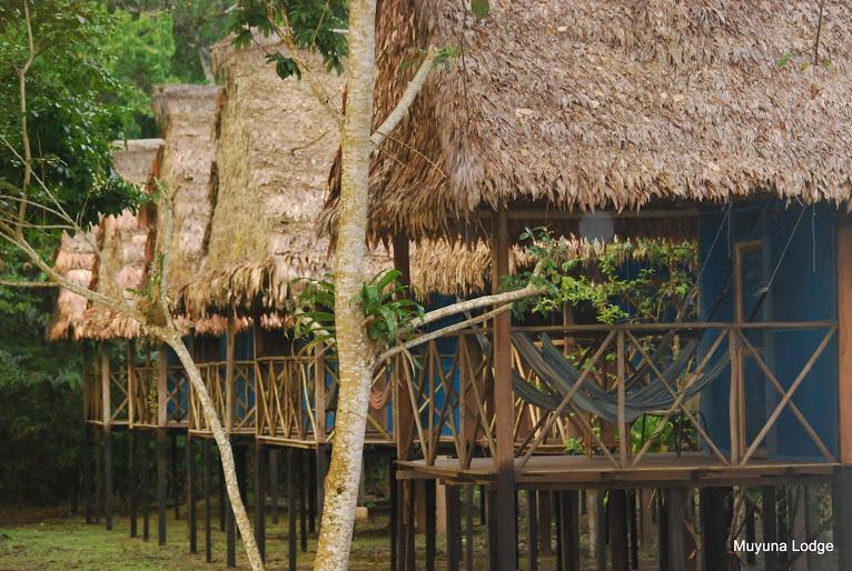 Джунгли Амазонии, 3 дня в лодже Муйуна, 390$