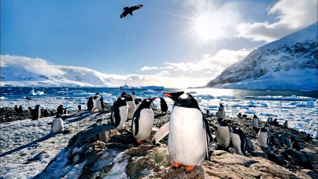 Пингвины в бухте Неко, Антарктида