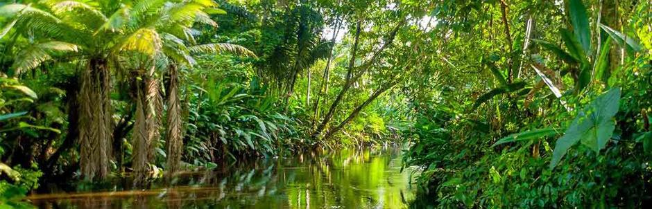 Джунгли Амазонии, 2 дня в лодже Эликония