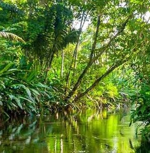 Amazon Jungle tour from Iquitos, 3 days in Heliconia Lodge