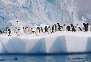 Классический авиа-круиз в Антарктиду (тур с прилетом на остров Кинг-Джордж)