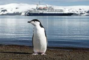 Новый год в Антарктиде на мега-яхте класса люкс Scenic Eclipse 6* 